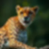 A majestic cheetah in the wild